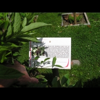 Sureau, Sambucus nigra (1)